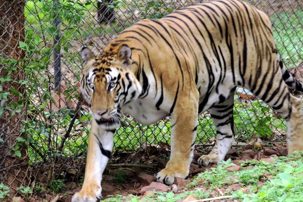 Ein Gestreifter Tiger Einem Käfig Zoo — Stockfoto