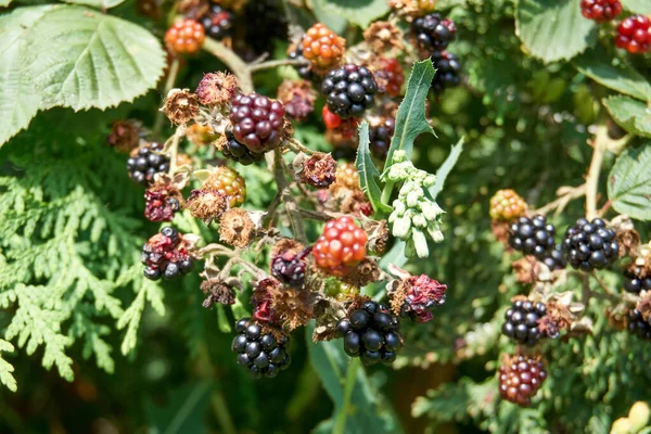 Una Vista Jugosas Moras Rama — Foto de Stock