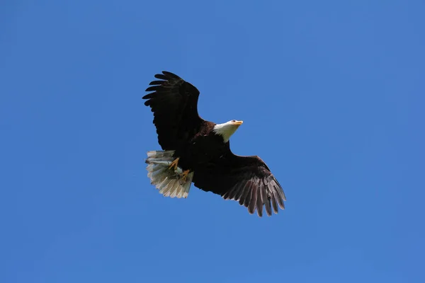 Hermoso Tiro Águila Volando Los Cielos Azules Claros —  Fotos de Stock