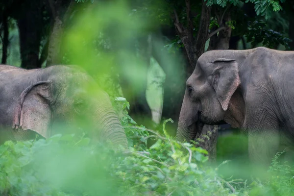 Gros Plan Deux Grands Éléphants Gris Mignons Reposant Dans Verdure — Photo