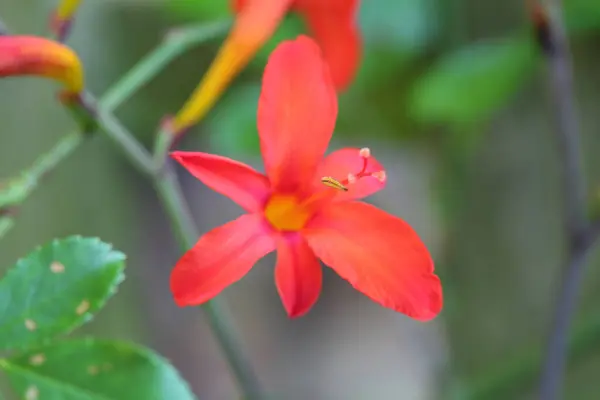 Ett Makro Skott Orange Och Röd Blomma Trädgård — Stockfoto