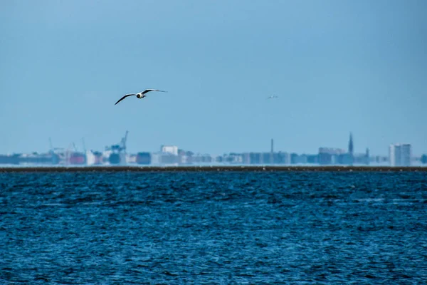 Racek Letící Nad Vlnitým Mořem Pobřeží — Stock fotografie
