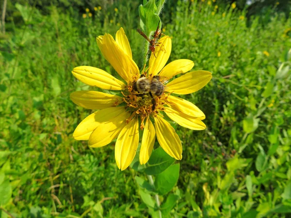 Abejorro Polinizando Una Flor Amarilla — Foto de Stock