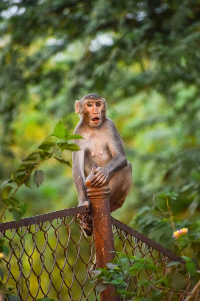Een Schattige Baby Indische Macaque Rustend Het Hek Gewone Wilde — Stockfoto