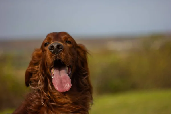 Portrait Adorable Irish Setter Sticking Its Tongue Out Field Blurry — Stock Photo, Image