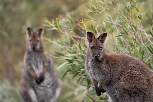 Enfoque Selectivo Dos Wallabies Cuello Rojo Mirando Cámara — Foto de Stock