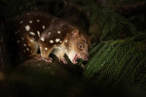 Closeup Threatened Tiger Quoll Spotted Quoll Wild — Stock Photo, Image