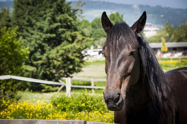 Close Shot Beautiful Cavalli Arabian Horse Field Sunny Day — Stock Photo, Image