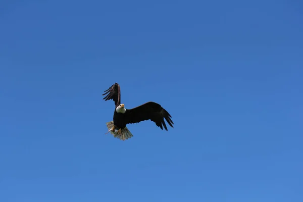 Een Prachtig Schot Van Een Adelaar Vliegend Heldere Blauwe Luchten — Stockfoto