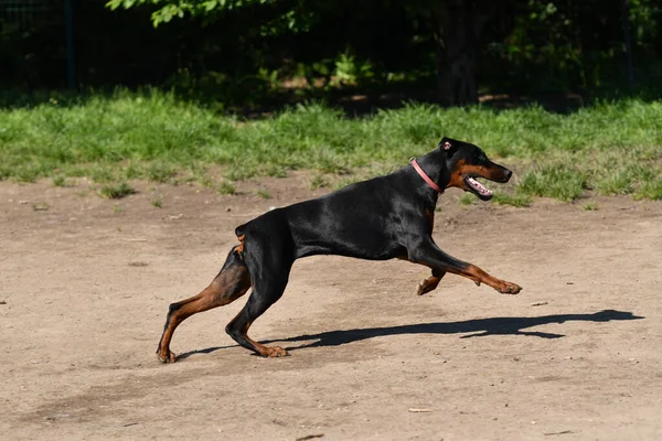 Dobermann Che Corre Nel Parco Una Giornata Sole — Foto Stock