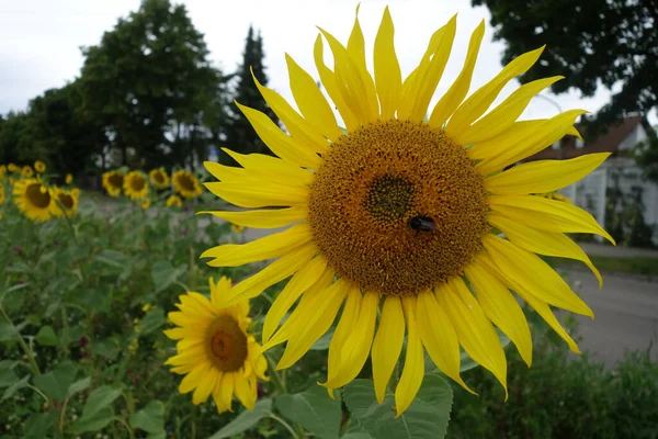 Una Messa Fuoco Superficiale Primo Piano Girasole Con Una Mosca — Foto Stock