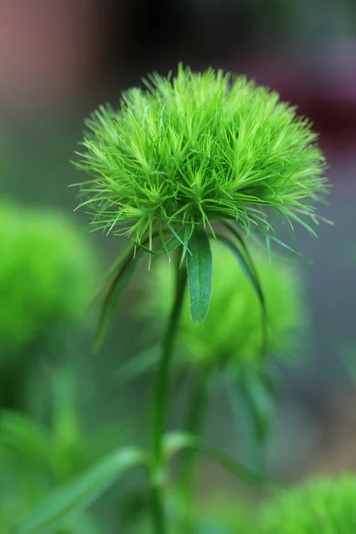 Detailní Záběr Zelené Rostliny Zahradě Rozmazaným Pozadím — Stock fotografie