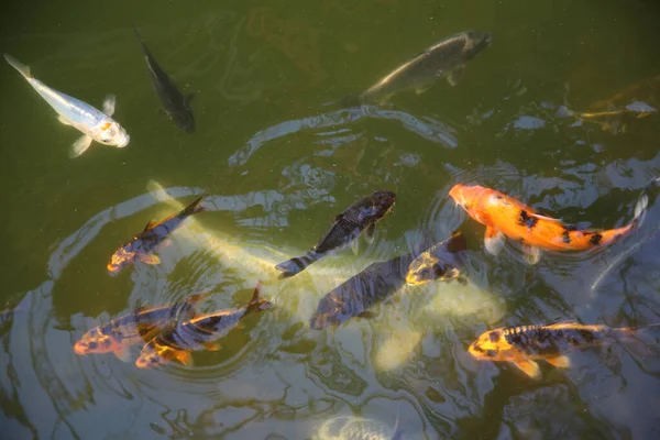 Sebuah Sudut Tinggi Ditembak Ikan Mas Berenang Kolam — Stok Foto