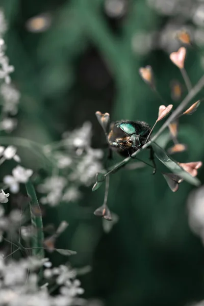 Groene Juni Kever Een Plant — Stockfoto