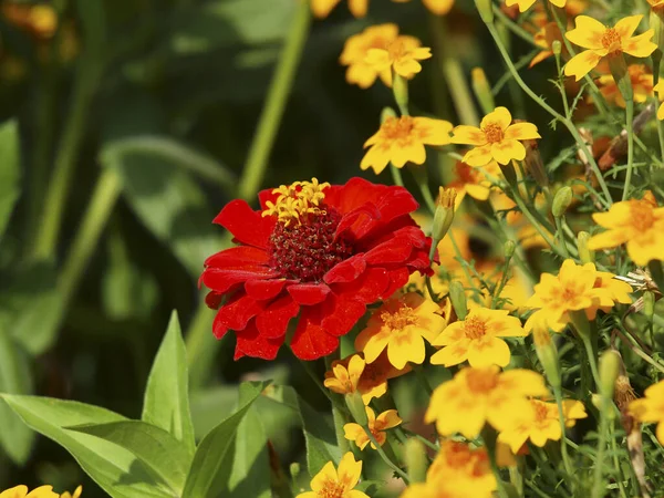 Eine Nahaufnahme Einer Roten Zinnia Blume Mit Gelben Feldblumen Auf — Stockfoto