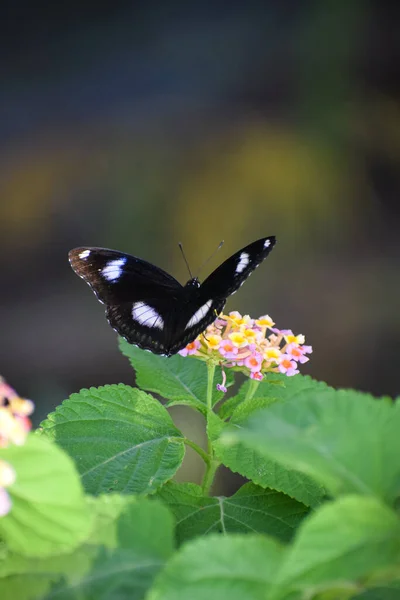 Tiro Vertical Uma Borboleta Belas Flores — Fotografia de Stock