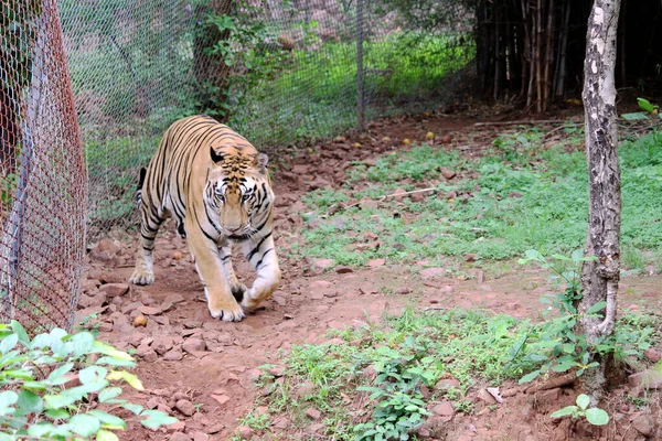 Randig Tiger Inne Bur Djurparken — Stockfoto