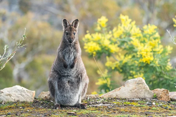 Primo Piano Wallaby Joey Dal Collo Rosso Natura — Foto Stock