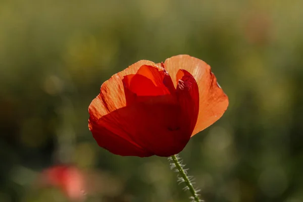 Flor Papoula Comum Papaver Rhoeas Retroiluminado Por Pôr Sol Padrão — Fotografia de Stock