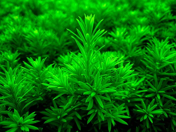 Closeup Shot Green Plant Field — Stock Photo, Image