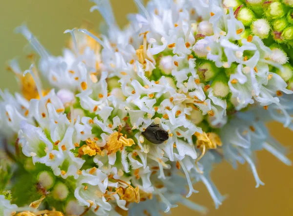 Ένα Κοντινό Πλάνο Ενός Μαύρου Εντόμου Μικρά Λευκά Λουλούδια — Φωτογραφία Αρχείου