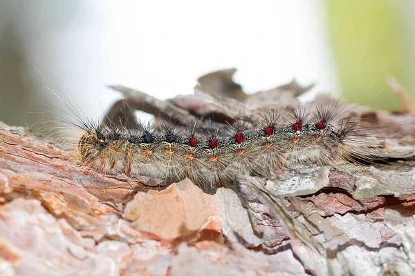 Eine Selektive Raupe Mit Blauen Und Roten Punkten — Stockfoto