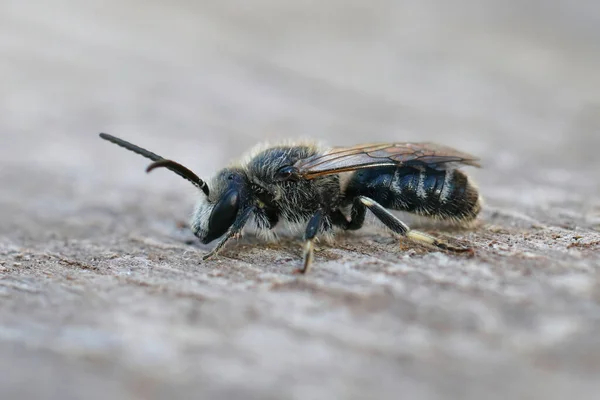 Detailed closeup on a male of the White banded furrow bee, Lasioglossum leucozonium sitting on a piece of wood