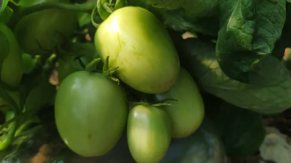 Zbliżenie Zielonych Pomidorów Rosnących Ogrodzie — Zdjęcie stockowe