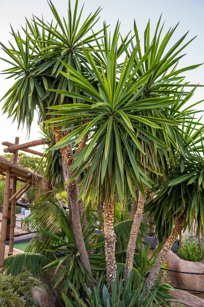 Plano Vertical Exóticas Palmeras Tropicales Contra Cielo Azul — Foto de Stock