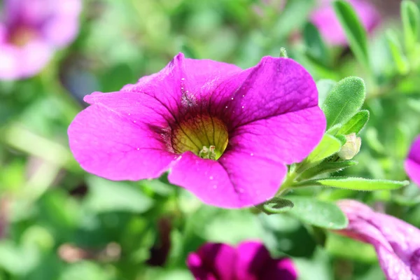 Макросъемка Фиолетового Цветка Саду Солнечный День — стоковое фото