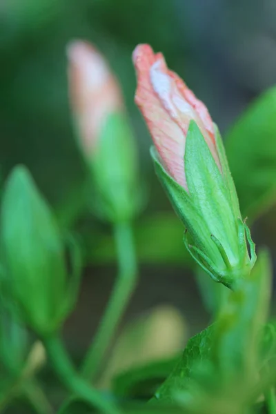 Makroaufnahme Einer Orangen Blume Einem Garten — Stockfoto
