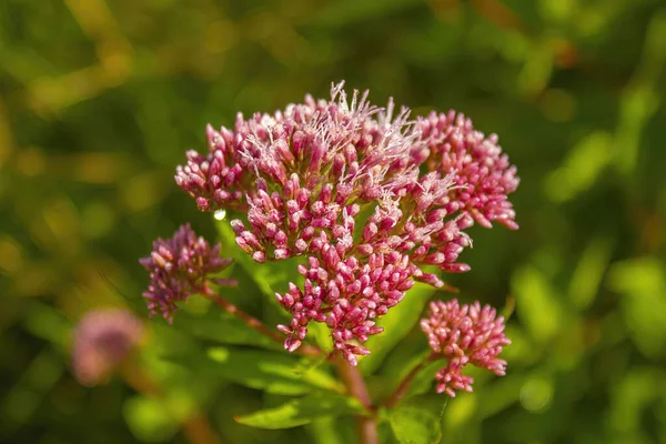 草原に咲くピンクのユーパトリアムの花 — ストック写真