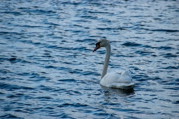 一只沉默的天鹅在白天在水面上游泳时的特写镜头 — 图库照片
