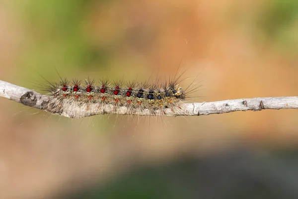 Selektiv Taggig Larv Med Blå Och Röda Prickar — Stockfoto