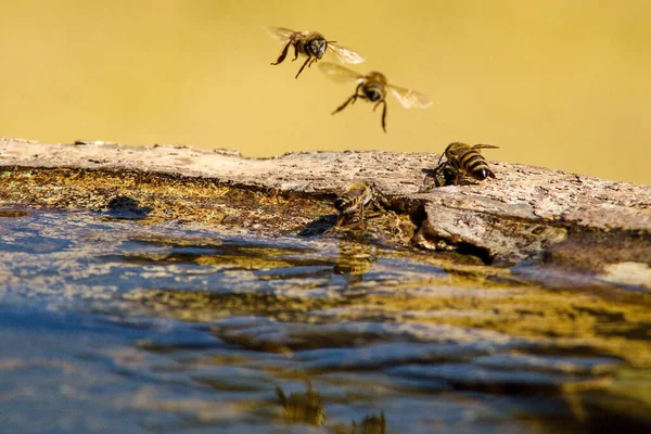 Zbliżenie Pszczół Przelatujących Nad Wodą Siedzących Kamieniu Słoneczny Dzień — Zdjęcie stockowe