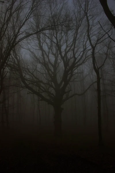 Plan Vertical Arbres Nus Dans Une Forêt Couverte Brouillard Nuit — Photo