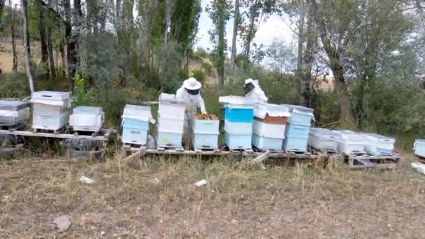 Biodlarna Samlar Honung Skyddsdräkter — Stockvideo