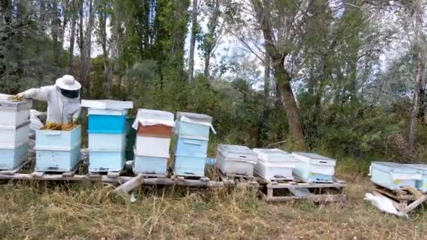 Apicultores Coletando Mel Trajes Protetores — Vídeo de Stock