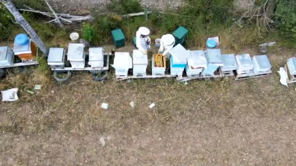 Beekeepers Collecting Honey Protective Costumes — Stock Video