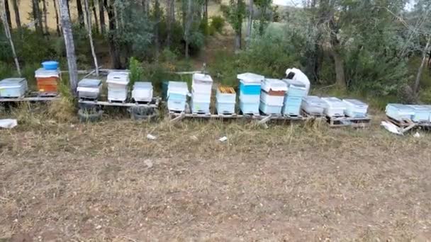 Biodlarna Samlar Honung Skyddsdräkter — Stockvideo