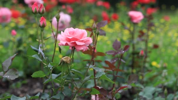 Vackra Rosa Rosor Trädgården — Stockvideo