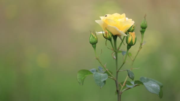花园里美丽的黄色玫瑰 — 图库视频影像