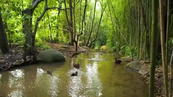 Famille Canards Sauvages Nageant Dans Rivière — Video