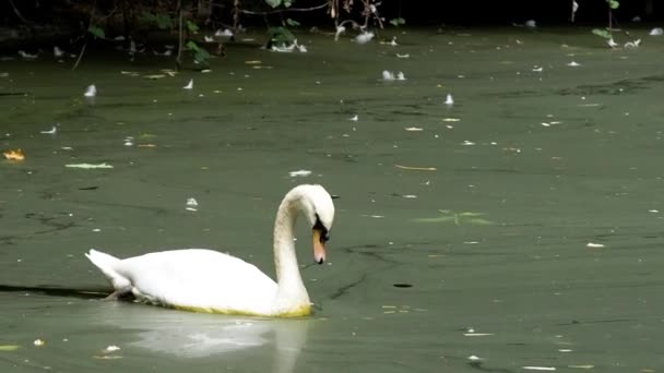 Mooie Witte Zwaan Het Meer — Stockvideo