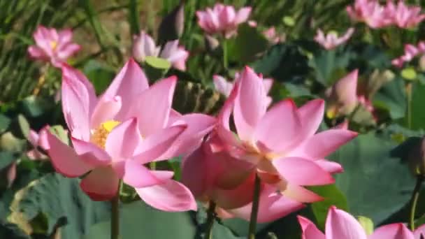 Красивые Цветущие Лотосы Растут Пруду Летний День — стоковое видео