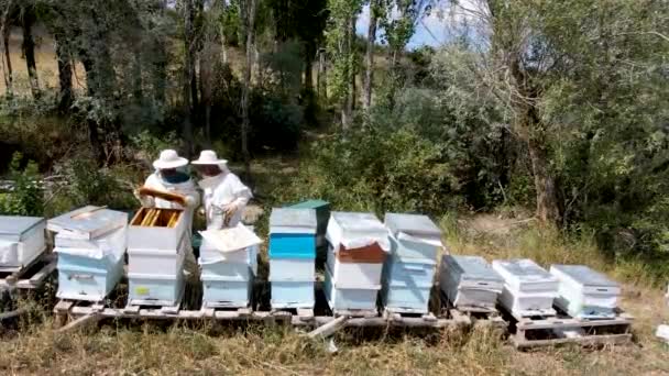 Los Apicultores Recogen Miel Trajes Protectores — Vídeos de Stock