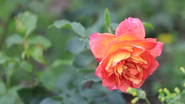 Vackra Rosa Rosor Trädgården — Stockvideo