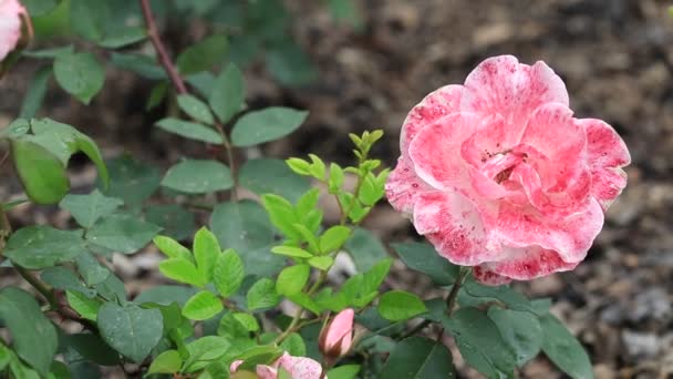 Όμορφο Ροζ Λουλούδι Στον Κήπο — Αρχείο Βίντεο