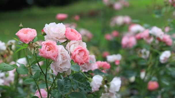 Hermosas Rosas Rosadas Jardín — Vídeo de stock