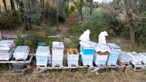 Los Apicultores Recogen Miel Trajes Protectores — Vídeos de Stock